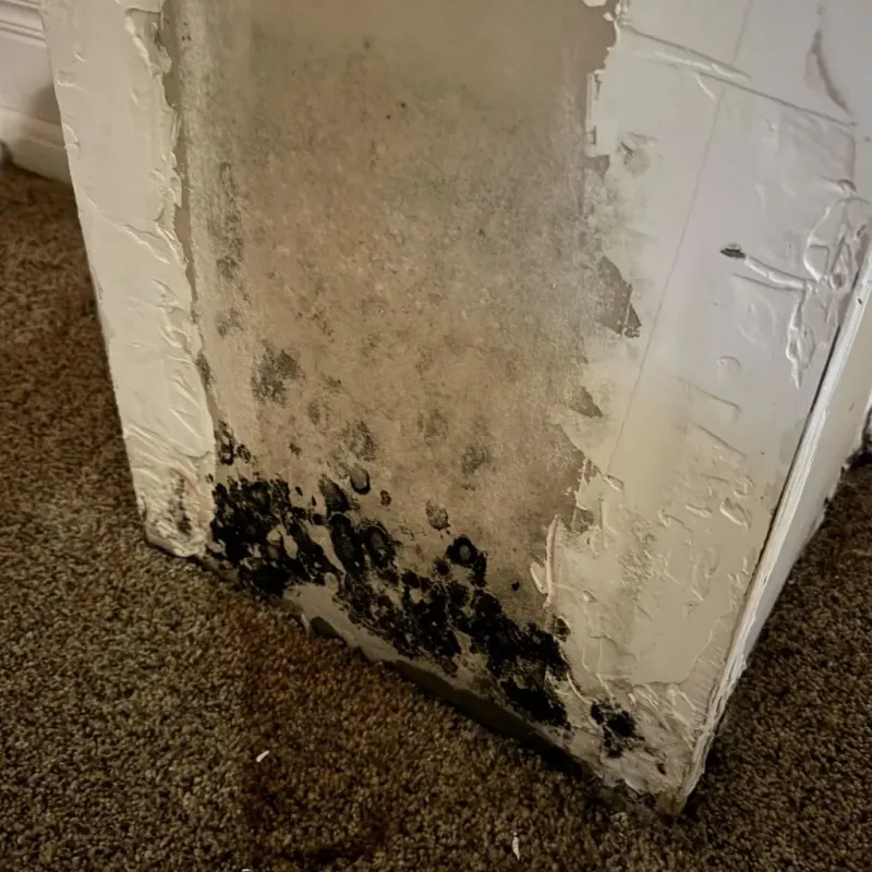 Professional Mold Removal in Kingston, RI